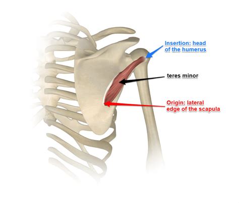 test for teres tear|rotator cuff teres minor.